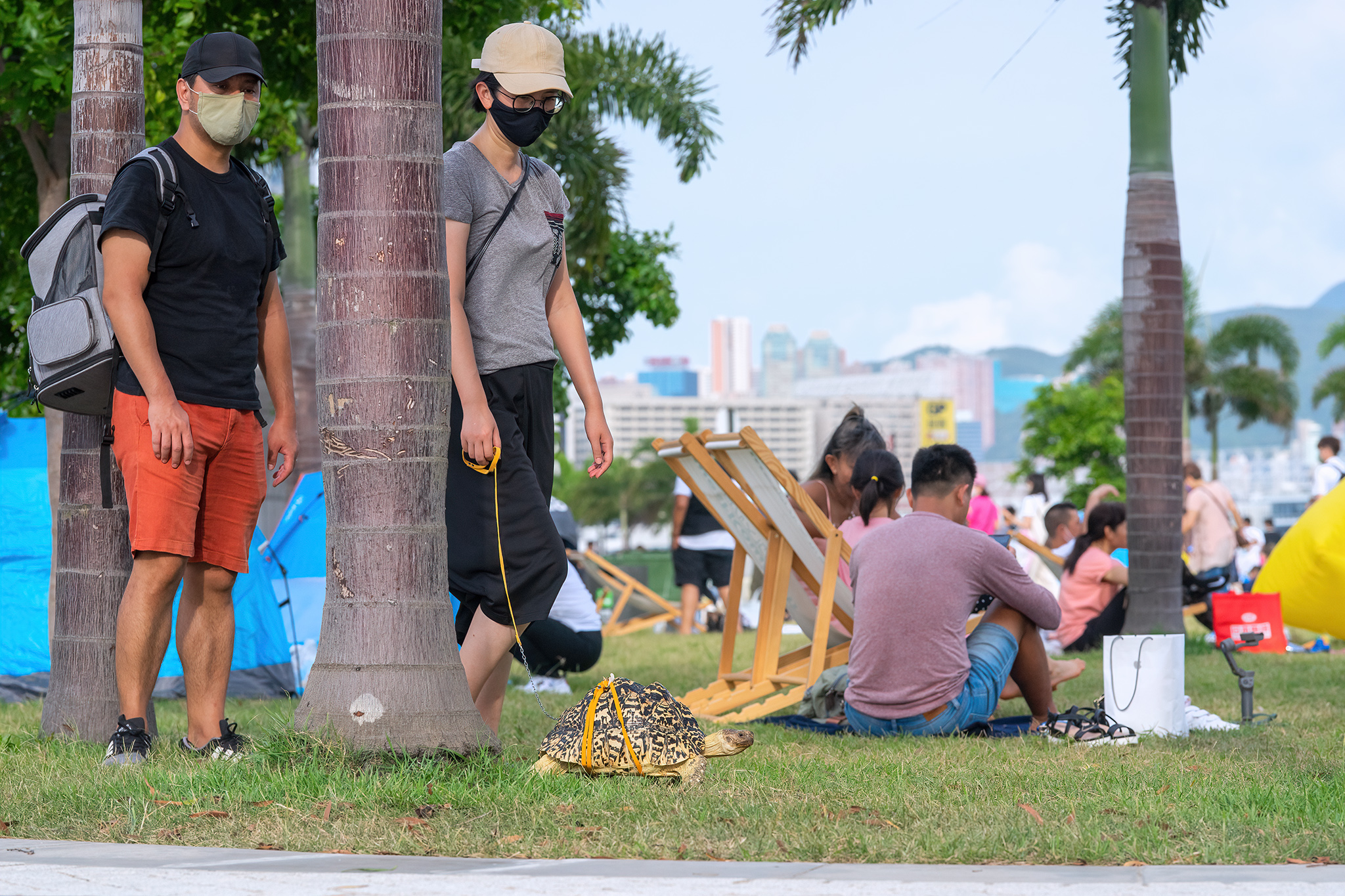 藝術公園歡迎可愛的貓貓、狗狗，龜龜也不例外！